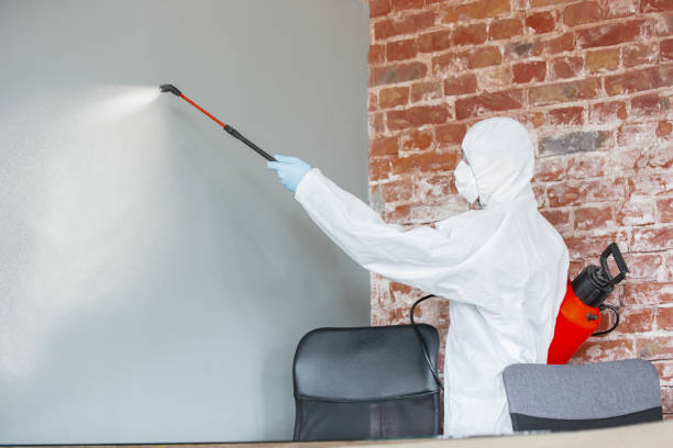Professional Mold Removal in Whitley City, KY